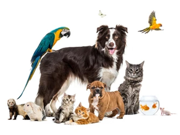 Pet Shop